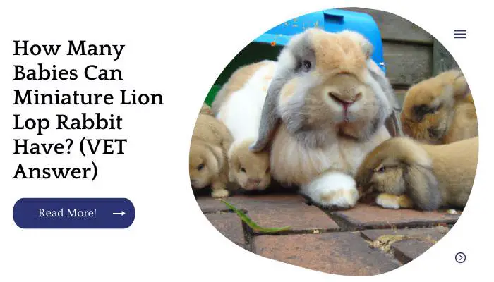 How Many Babies Can Miniature Lion Lop Rabbit Have? (VET Answer)