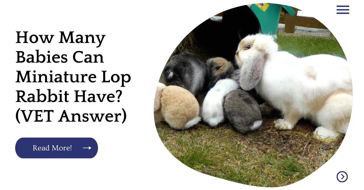 How Many Babies Can Miniature Lop Rabbit Have? (VET Answer)