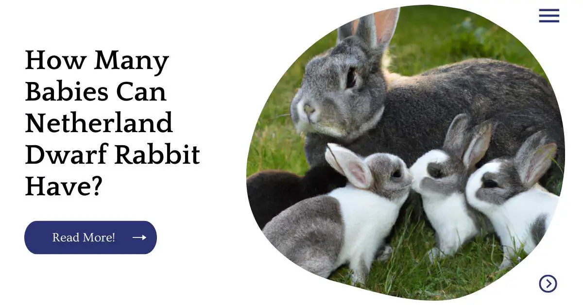 How Many Babies Can Netherland Dwarf Rabbit Have?