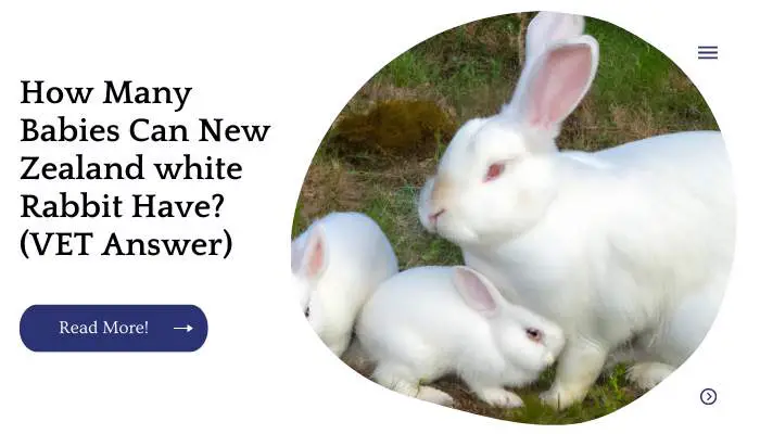 How Many Babies Can New Zealand white Rabbit Have? (VET Answer)
