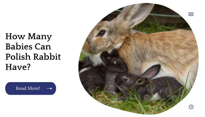 How Many Babies Can Polish Rabbit Have?
