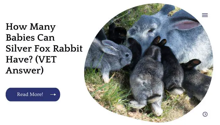 How Many Babies Can Silver Fox Rabbit Have? (VET Answer)