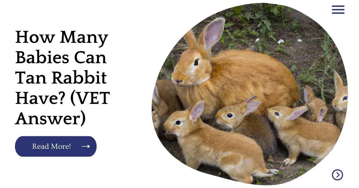 How Many Babies Can Tan Rabbit Have? (VET Answer)