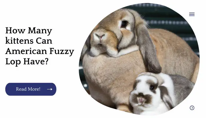 How Many kittens Can American Fuzzy Lop Have?