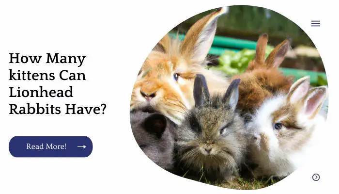 How Many kittens Can Lionhead Rabbits Have?