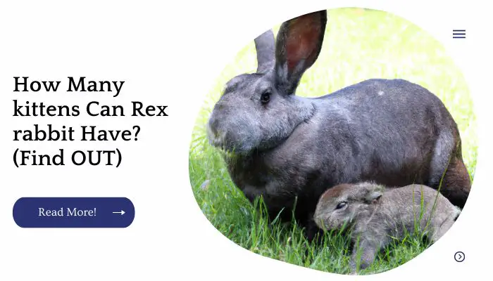 How Many kittens Can Rex rabbit Have? (Find OUT)