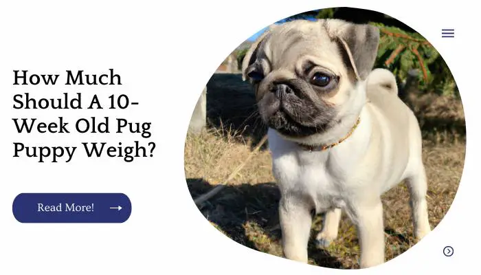 How Much Should A 10-Week Old Pug Puppy Weigh?