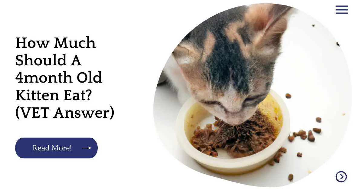 How Much Should A 4month Old Kitten Eat? (VET Answer)