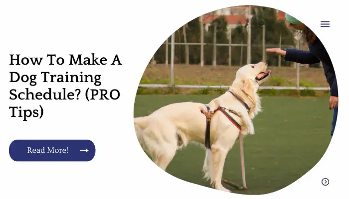 How To Make A Dog Training Schedule? (PRO Tips)