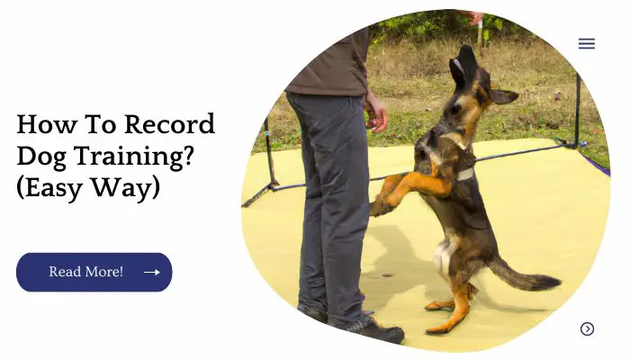 How To Record Dog Training? (Easy Way)