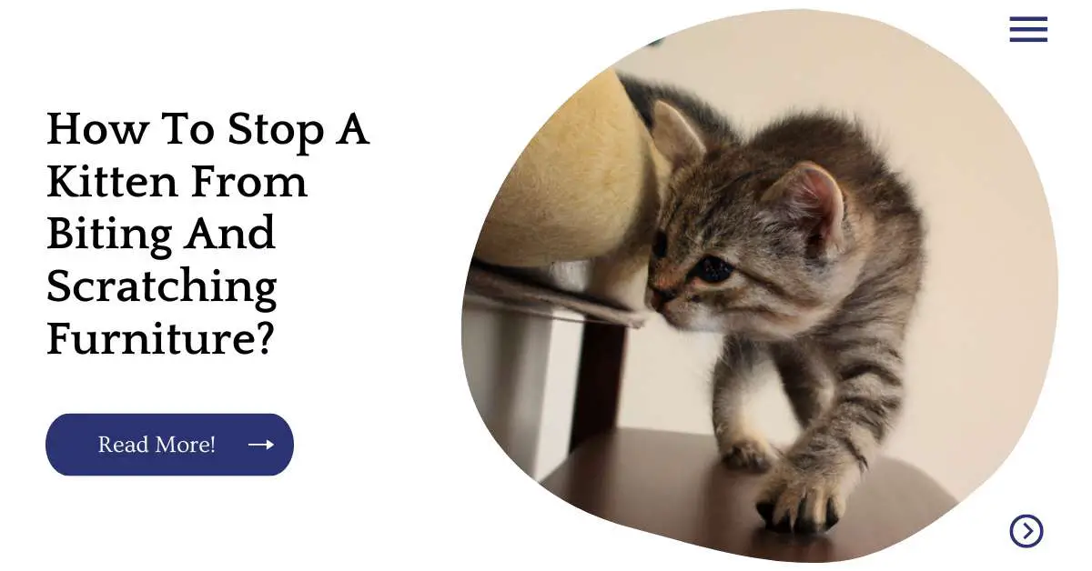How To Stop A Kitten From Biting And Scratching Furniture?