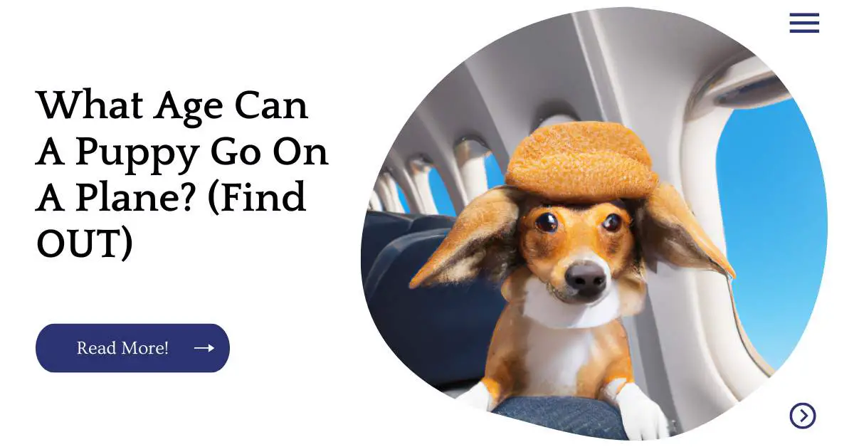 What Age Can A Puppy Go On A Plane? (Find OUT)