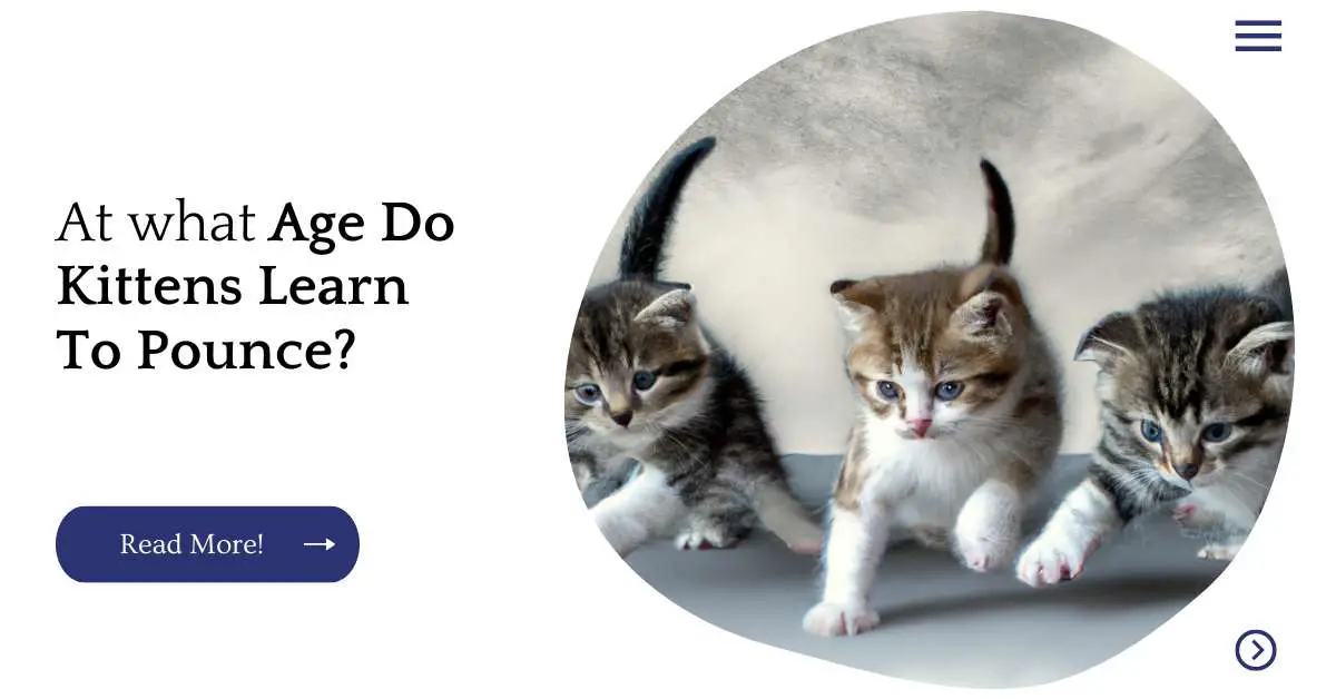 What Age Do Kittens Learn To Pounce?