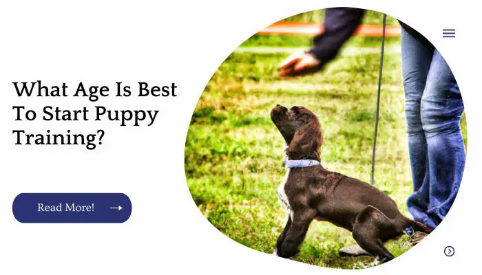 What Age Is Best To Start Puppy Training?