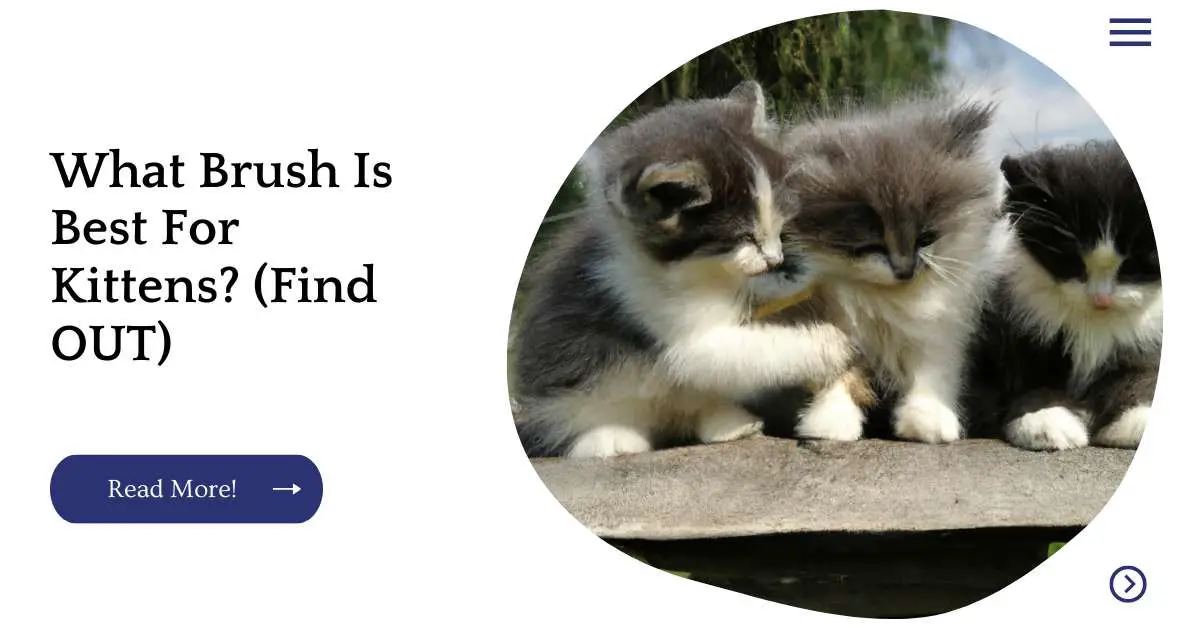 What Brush Is Best For Kittens? (Find OUT)