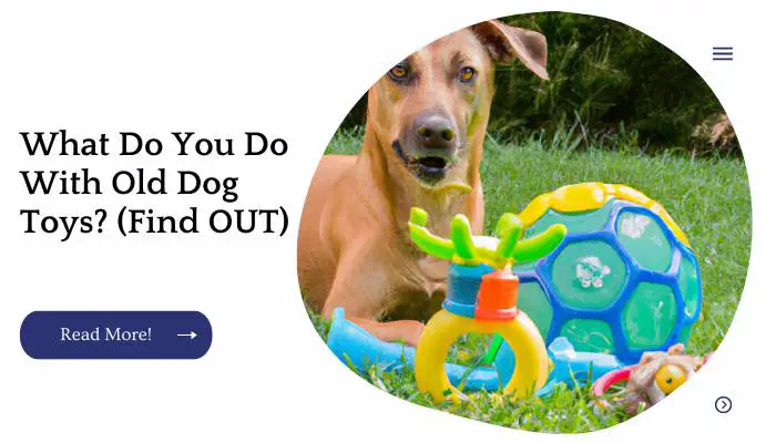 What Do You Do With Old Dog Toys? (Find OUT)