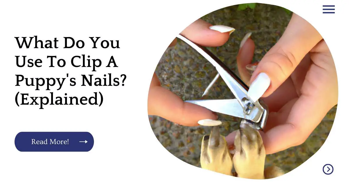 What Do You Use To Clip A Puppy's Nails? (Explained)