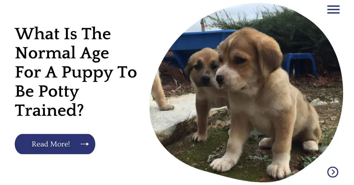 What Is The Normal Age For A Puppy To Be Potty Trained?