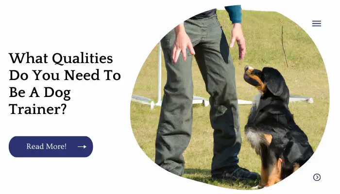 What Qualities Do You Need To Be A Dog Trainer?