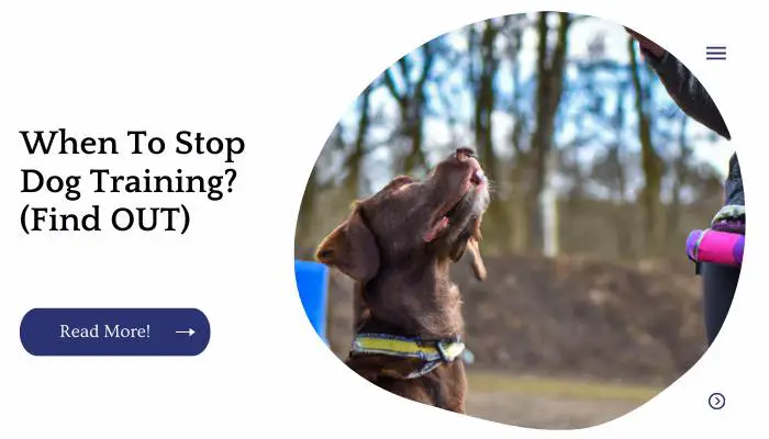 When To Stop Dog Training? (Find OUT)