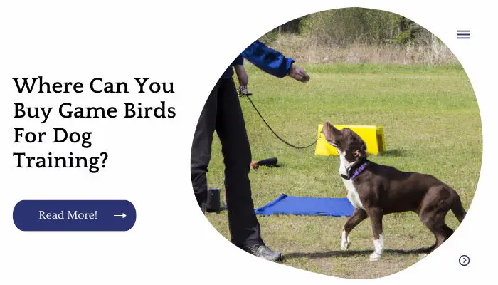 Where Can You Buy Game Birds For Dog Training?