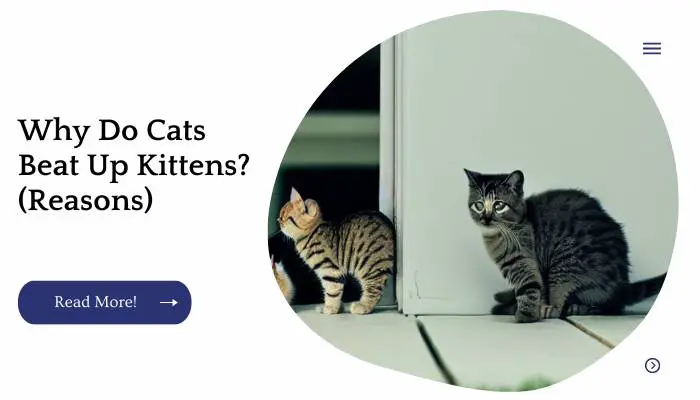 Why Do Cats Beat Up Kittens? (Reasons)