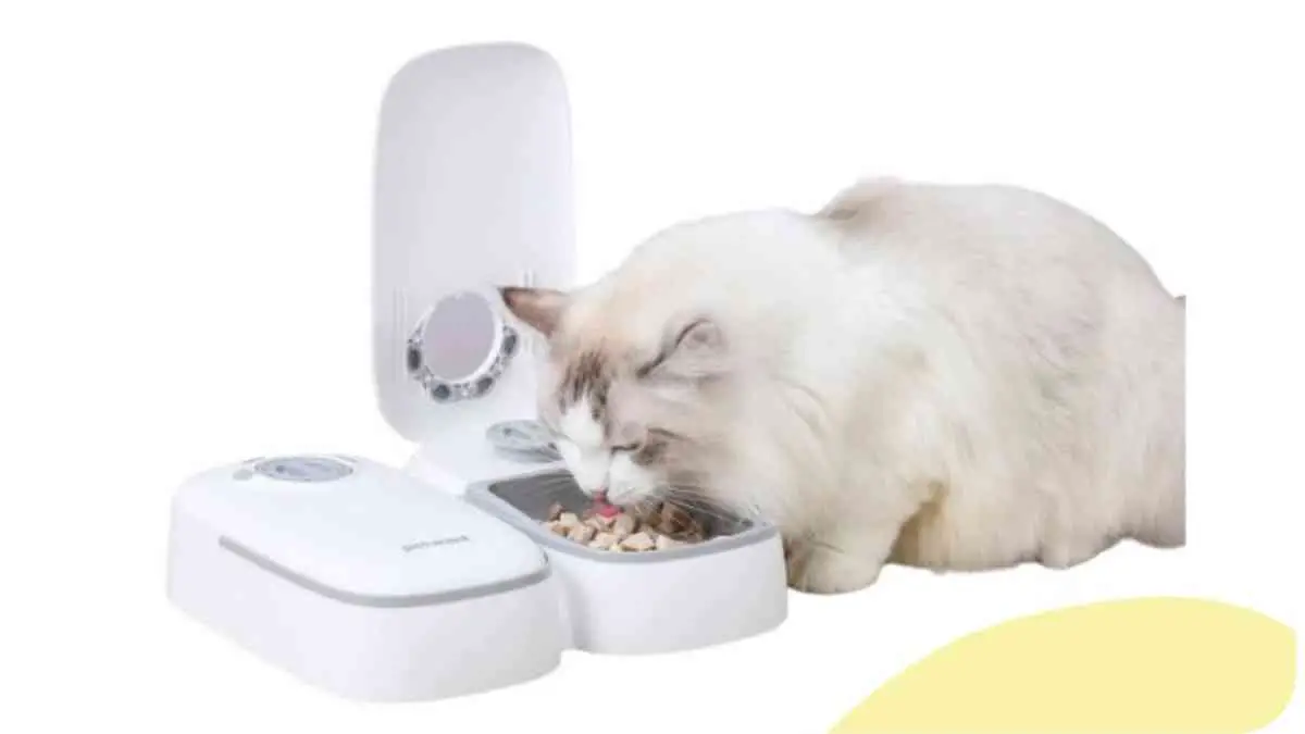 Automatic Cat Feeder: Understanding Portion Sizes and Scheduling