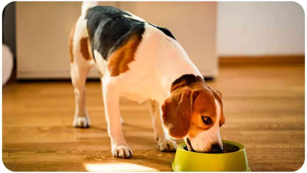 a beagle dog eating out of a green bowl