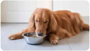 Can Dogs Eat Ham? Read Before You Feed