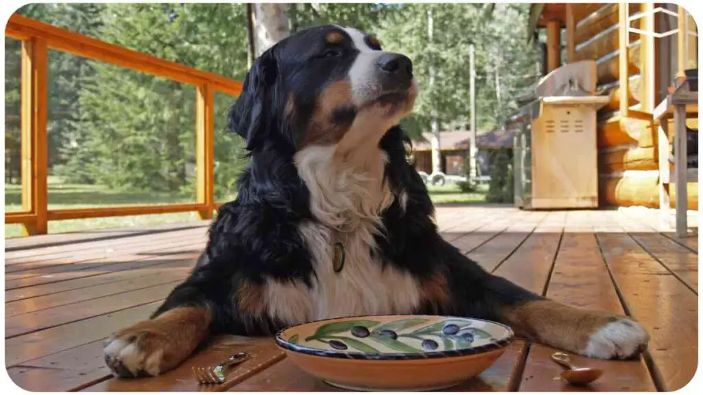 a dog sitting on a wooden deck with a bowl of food