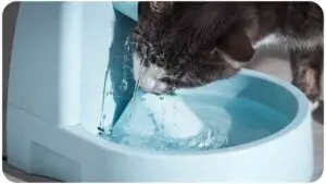 How Often Should You Change Filters in a Cat Water Fountain?