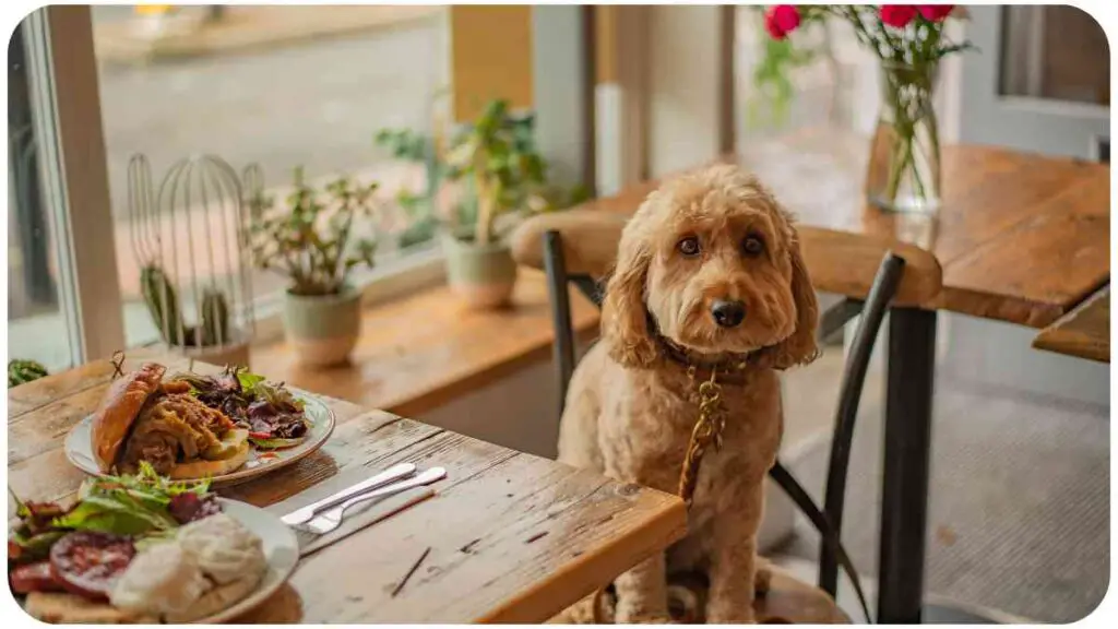 a dog sitting at a table in front of a plate of food