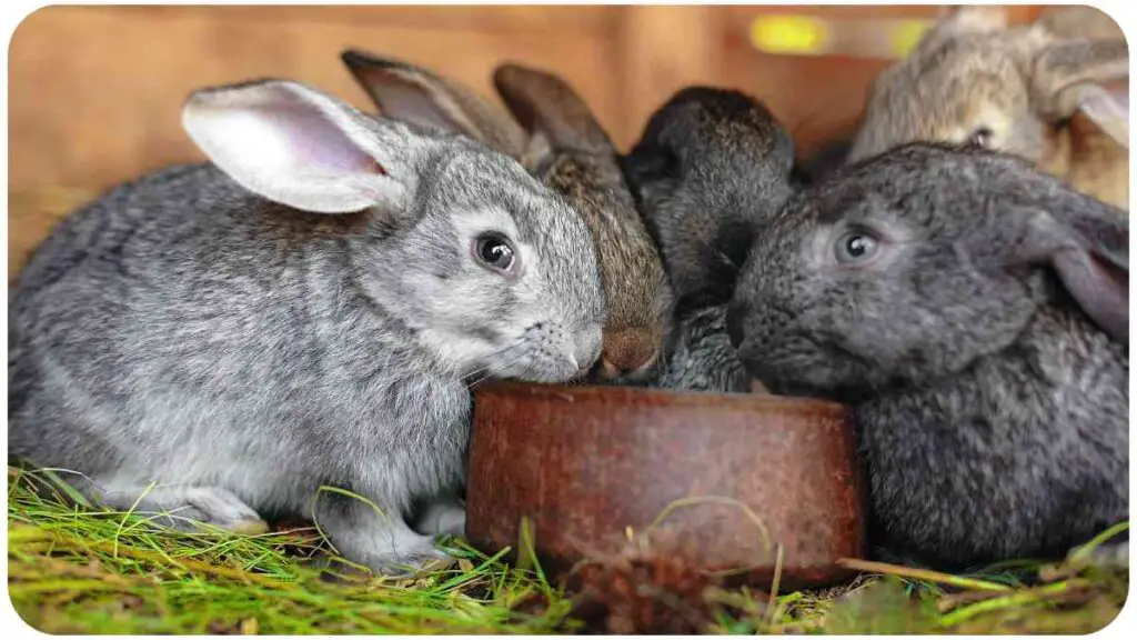 a group of rabbits eating out of a wooden bowl