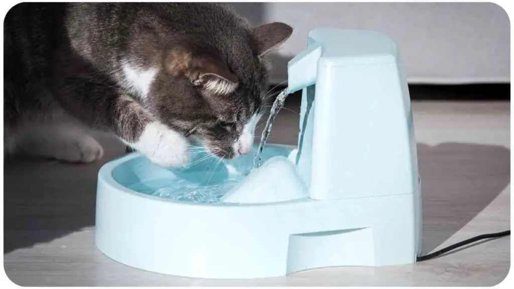 a cat drinking water from a water fountain