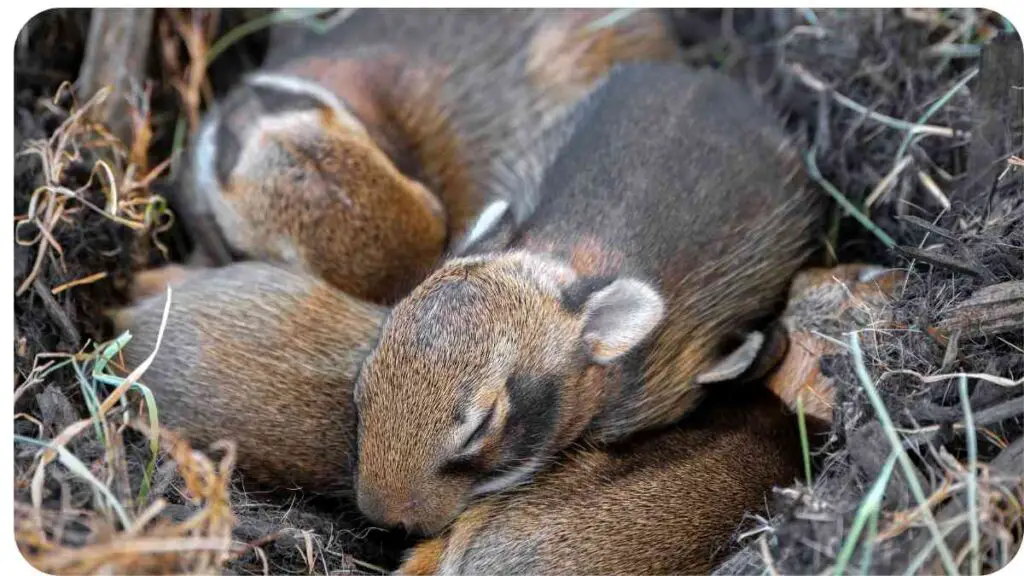 two baby ground squirrels sleeping in the grass