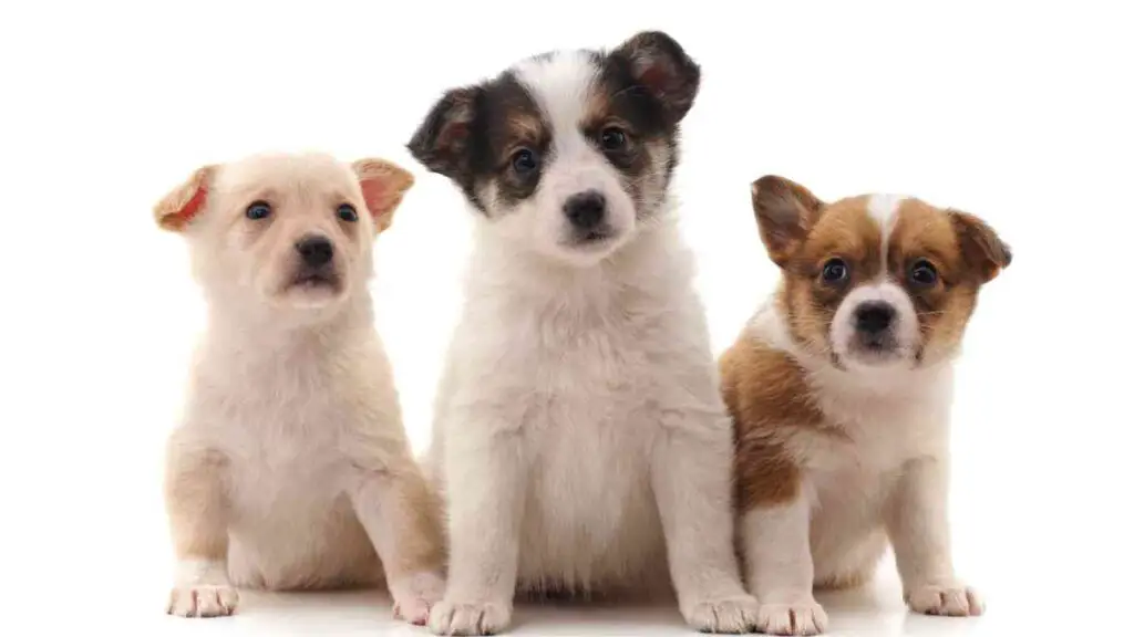 three puppies are sitting together in front of a white background