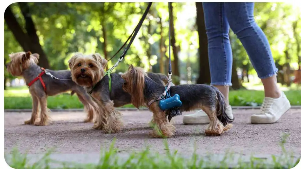 three small dogs walking on a leash in a park