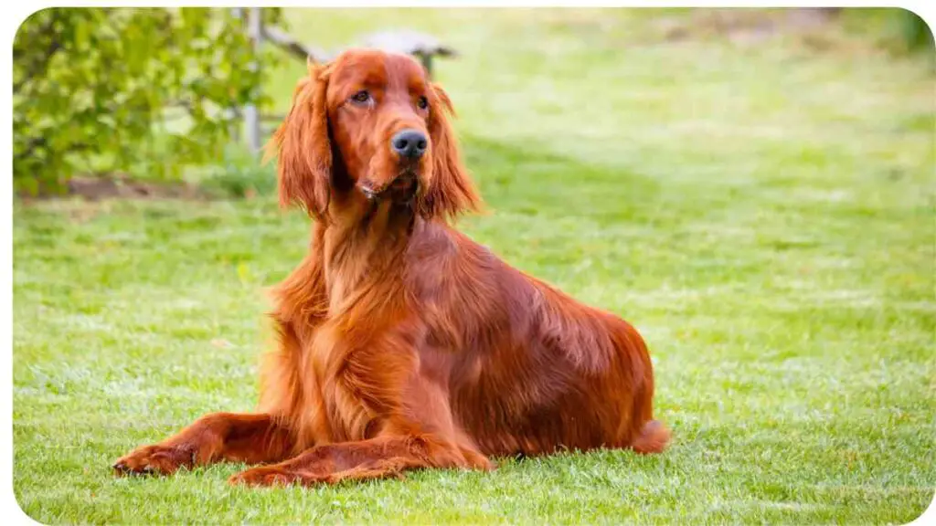 an irish setter laying in the grass