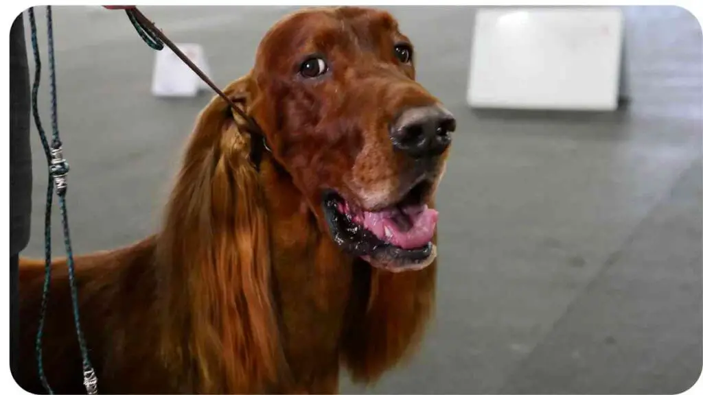an irish setter dog at a dog show