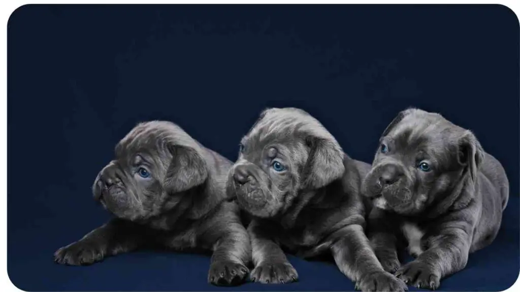 three dogs laying down on a blue background