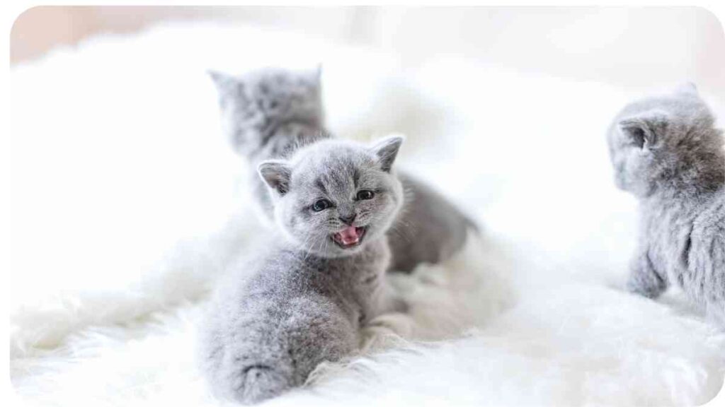 three gray kittens sitting on a fluffy white blanket
