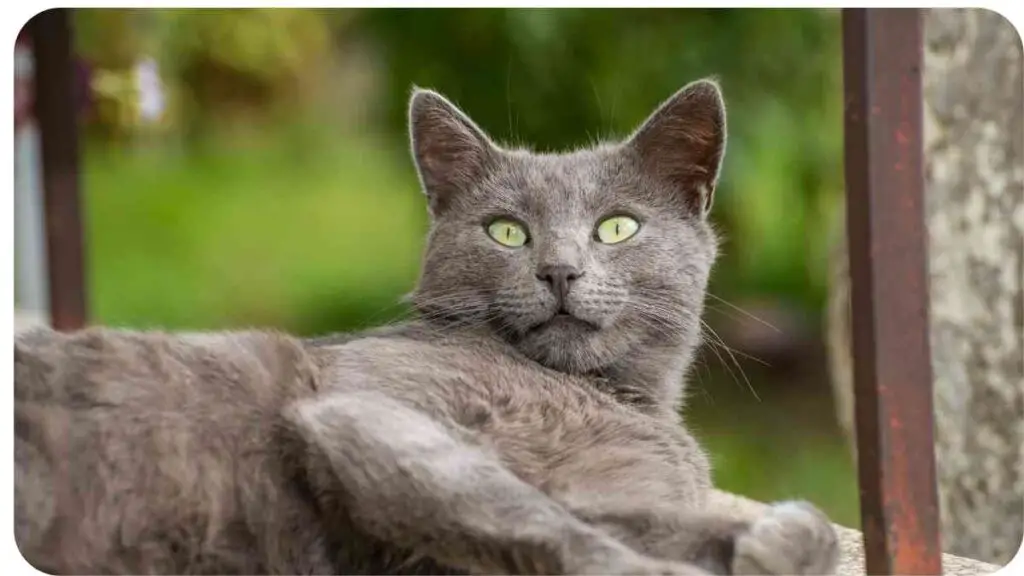 a gray cat with green eyes laying on a bench