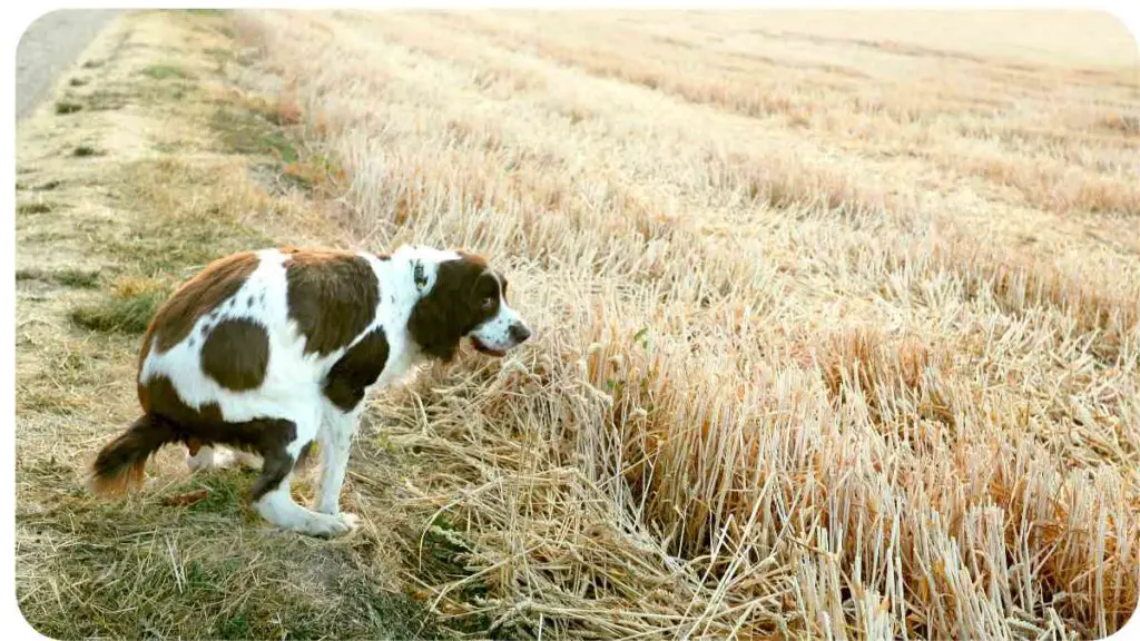 a brown and white dog standing in the middle of a field
