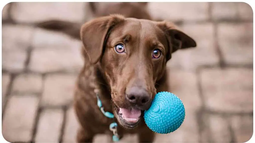 a brown dog with a blue ball in its mouth