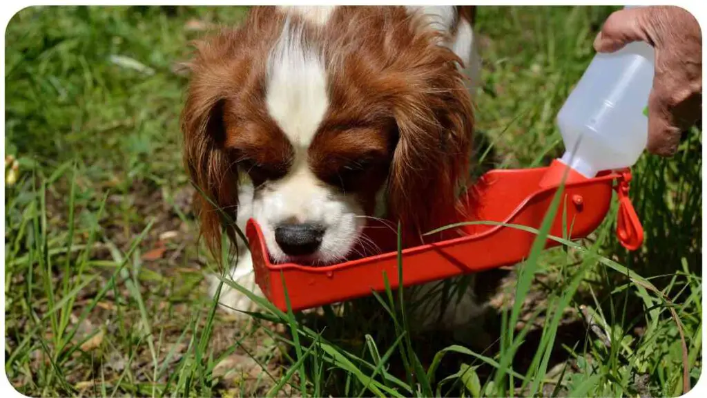 a dog drinking from a red water bowl